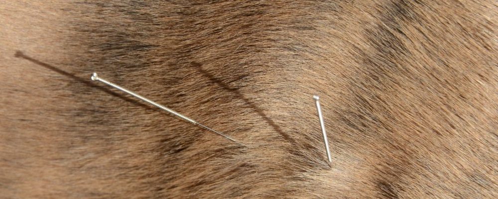 Acupuncture 3